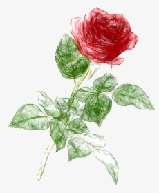 Clipart Roses Drawn - Rose Drawing Png, Transparent Png, Transparent PNG