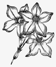 Flowers Drawings Pictures - Drawing Of Many Flowers, HD Png Download, Transparent PNG