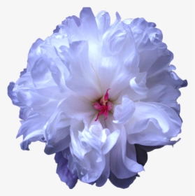 Transparent Flowers Png Tumblr - Transparent Background Peony Blue Flower Png, Png Download, Transparent PNG