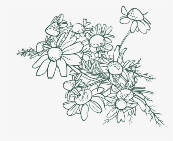Hazelnut Drawing Flower - Exotic Leaves Drawing Transparent, HD Png Download, Transparent PNG