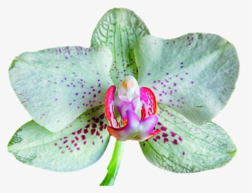 Green Orchid On The Rocks, - Orchids Of The Philippines, HD Png Download, Transparent PNG