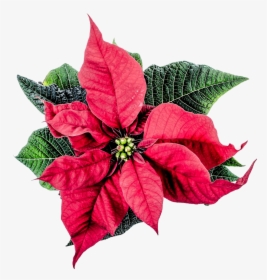 Christmas Poinsettia Flower Png Image - Poinsettia Png, Transparent Png, Transparent PNG