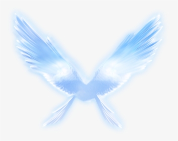 Angel Vector Feather Wing - Pigeons And Doves, HD Png Download, Transparent PNG