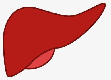 Hígado, Medicina, Órgano, Anatomía - Liver Clipart, HD Png Download, Transparent PNG