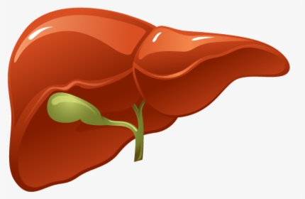 Higado1 - Liver Organ Png, Transparent Png, Transparent PNG