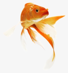 Golden Fish Png Transparent, Png Download, Transparent PNG