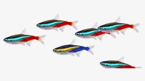 Fish Image - School Of Fish Transparent Background, HD Png Download, Transparent PNG