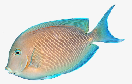 Download Free Fish Png Transparent Images Transparent - Tropical Fish No Background, Png Download, Transparent PNG