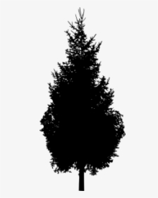 Spruce Pine Silhouette Black And White - Tree Silhouette Png File, Transparent Png, Transparent PNG