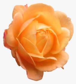 Rose, Orange, Flower, Orange Flower, Flowers Isolated - Orange Rose Png, Transparent Png, Transparent PNG