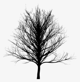 Tree Bald Cypress Oak - Skinny Tree Silhouette Png, Transparent Png, Transparent PNG