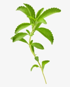 Stevia Plant Png, Transparent Png, Transparent PNG