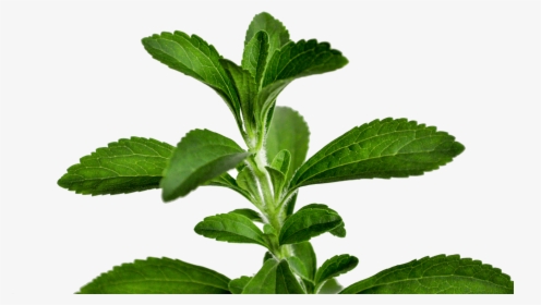 Transparent Stevia Png - Stevia Leaf Png, Png Download, Transparent PNG