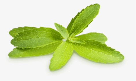 Stevia Leaf Png, Transparent Png, Transparent PNG