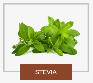 Natrisweet Stevia - Stevia Png, Transparent Png, Transparent PNG