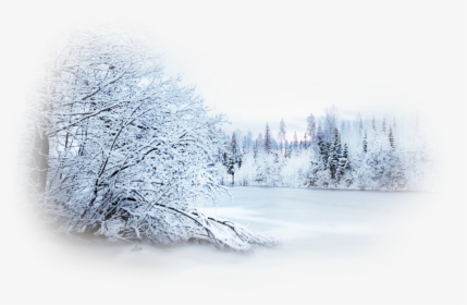 Snow Winter Blizzard Desktop Wallpaper Landscape - Forest Snowy Tree Transparent Background, HD Png Download, Transparent PNG