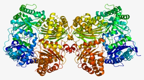 Protein Ide Pdb 2g47 - Enzymer Png, Transparent Png, Transparent PNG