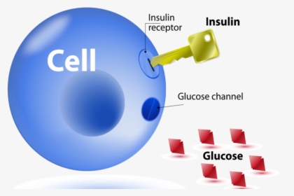 The Relationship Between Insulin Resistance And Lipids - Insulin Glucose Cell Key, HD Png Download, Transparent PNG