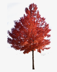 Tree Japanese Trees Sugar Red Maple Clipart - Japanese Maple Tree Png, Transparent Png, Transparent PNG