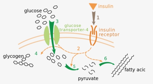 Insulin Glucose Metabolism Zp - Process Of Insulin And Glucose, HD Png Download, Transparent PNG