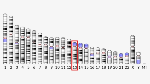 Chromosome 9, HD Png Download, Transparent PNG