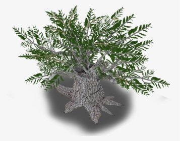 Iran Olive Tree Plant Western Asia - Christmas Tree, HD Png Download, Transparent PNG