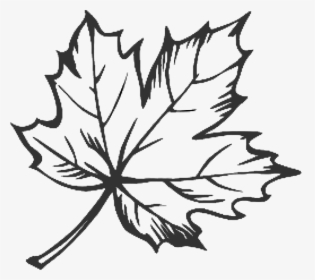 Tattoo Leaf Drawing Maple Sugar Hq Image Free Png Clipart - Line Drawing Of Leaf, Transparent Png, Transparent PNG