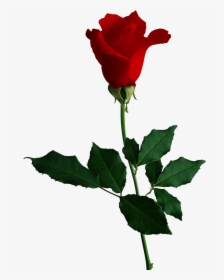 Red Rose Transparent Image Flower - Red Rose No Background, HD Png Download, Transparent PNG