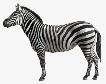 Horse Zebra Clip Art - Zebra With White Background, HD Png Download, Transparent PNG