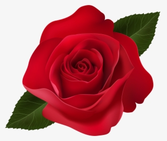 Red Rose Clip Art Png Image , Png Download, Transparent Png, Transparent PNG