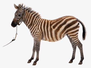 Zebra Silhouette Royalty-free Clip Art, HD Png Download, Transparent PNG