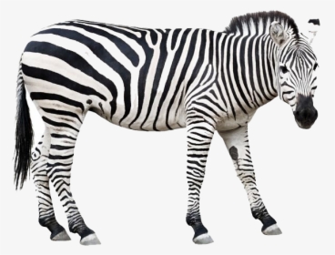 Zebra Png Download - Wild Animals Clipart Black And White, Transparent Png, Transparent PNG
