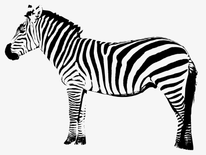 Zebra Cartoon, HD Png Download, Transparent PNG