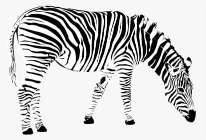 Transparent Background Zebra Clip Art, HD Png Download, Transparent PNG