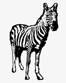 Zebra Facing Us Clip Arts - Ngụa Vằn Png, Transparent Png, Transparent PNG