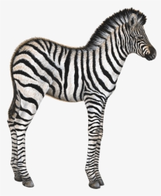 Zebra Baby Wall Sticker - Animated Zebra Gif Transparent Background, HD Png Download, Transparent PNG