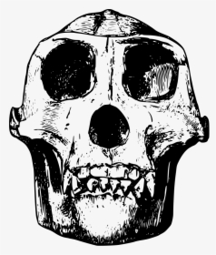 Gorilla Skull Clipart, HD Png Download, Transparent PNG