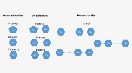 Monosaccharides Are Glucose, Fructose, Galactose - Polysaccharides Of Galactose, HD Png Download, Transparent PNG