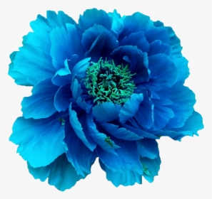 Clip Art Transparent Pretty Floral Universe - Flower Crown Transparent Blue, HD Png Download, Transparent PNG
