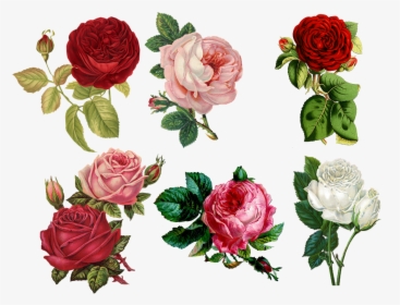 Transparent Vintage Roses Png - Vintage Painted Roses, Png Download, Transparent PNG
