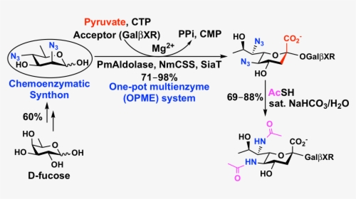 The Top Left Shows A Chemoenzymatic Synthon Easily - Chemical Synthesis Of Carbohydrates, HD Png Download, Transparent PNG