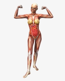 Anatomy Female Muscles Free Picture - 人體 結構 圖, HD Png Download, Transparent PNG