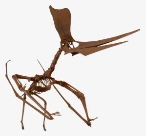 Pteranodon Fossil Png, Transparent Png, Transparent PNG
