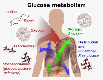 Glucose In Body, HD Png Download, Transparent PNG