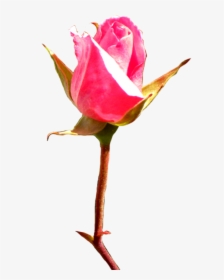 Rose Clipart - Red Rose Buds In Painting, HD Png Download, Transparent PNG