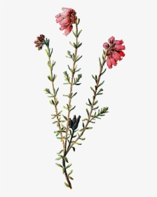 Wildflower Clipart Pretty - Transparent Background Wild Flowers Png, Png Download, Transparent PNG