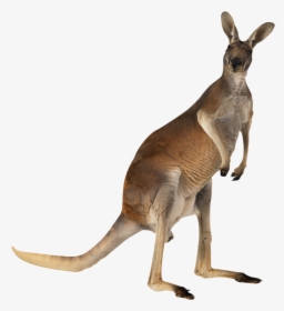 Kangaroo English Australian Meat Australian Australian - Kangaroo Png, Transparent Png, Transparent PNG