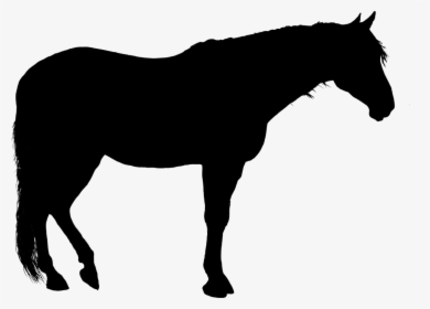 Quarter Horse Silhouette Png - Clip Art Standing Horse Silhouette, Transparent Png, Transparent PNG