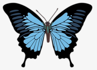 Butterfly Vector Png Images Transparent Butterfly Vector Image