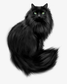 Black Himalayan Persian Cat, HD Png Download, Transparent PNG